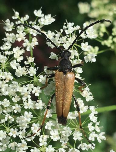 Stictoleptura rubra